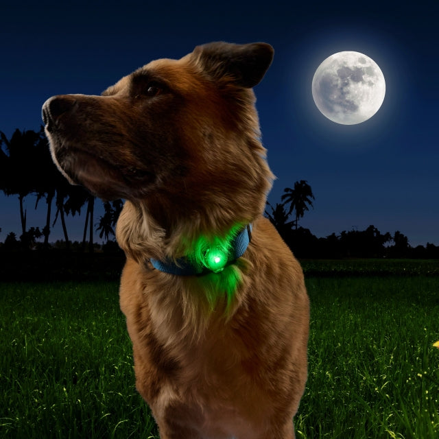 NiteDog Rechargeable Pet Light - Disc-O Tech