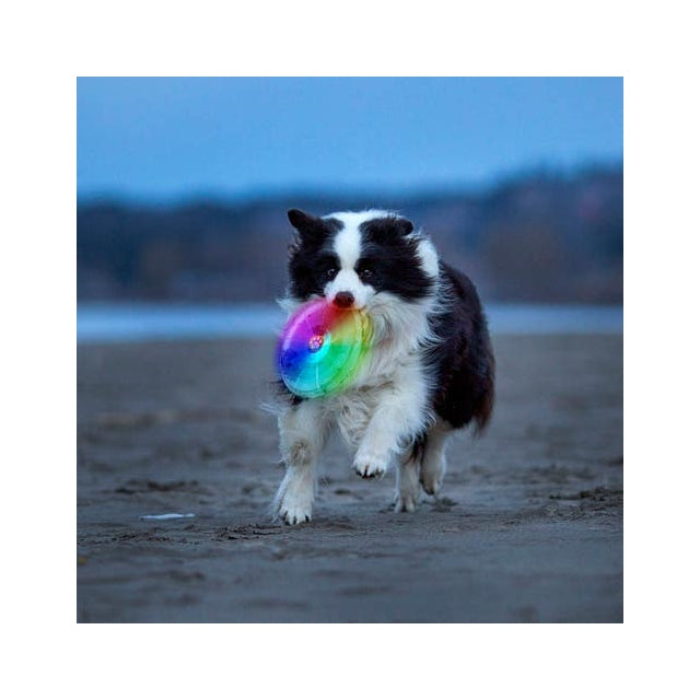 Flashflight Dog Discuit LED Flying Disc - Disc-O