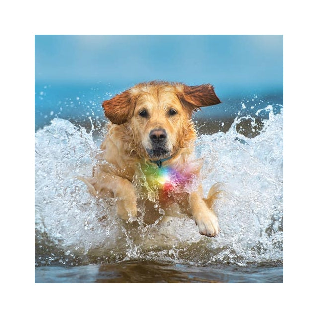 SpotLit Splash Waterproof Rechargeable Collar Light - Disc-O Tech