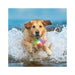 SpotLit Splash Waterproof Rechargeable Collar Light - Disc-O Tech